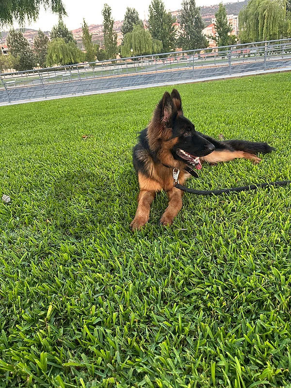 German Shepherd for sale