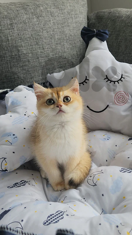 British Shorthair  WCF Golden Chinchilla Female (NY11)