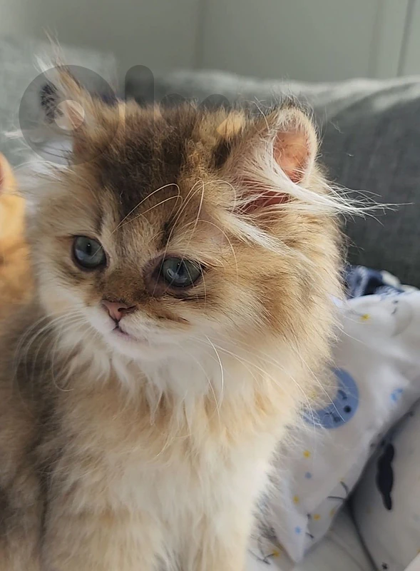 British Longhair Golden WCF Chinchilla Female (NY25)