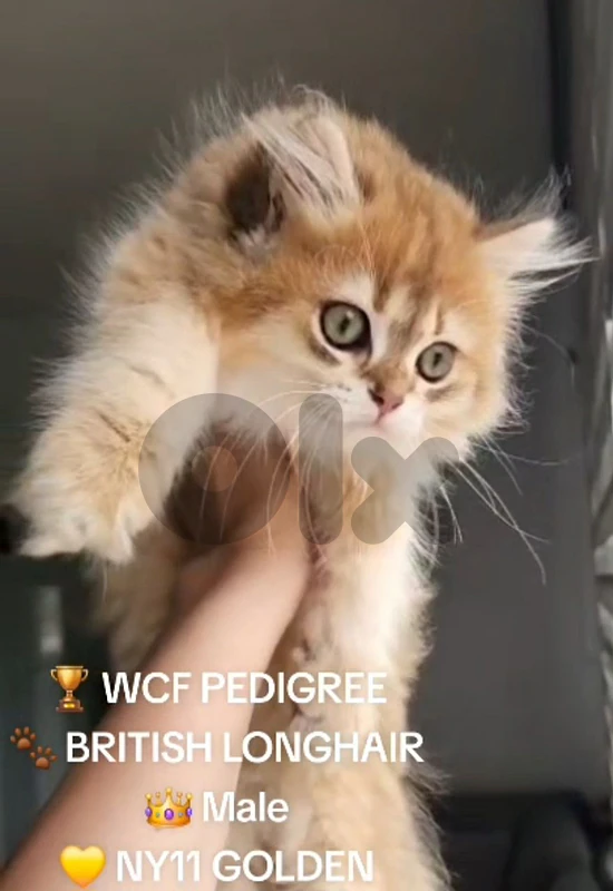 British Longhair WCF Golden Chinchilla Male (NY11)