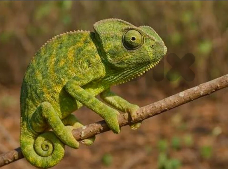 chameleon حرباء