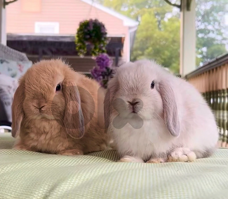 Cute Mini Lop Bunnies available in store & delivery