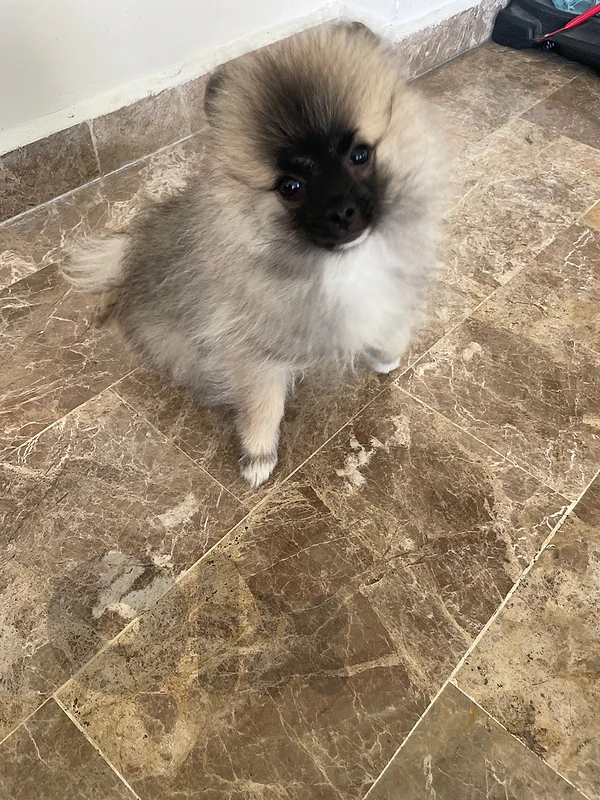 pomeranian