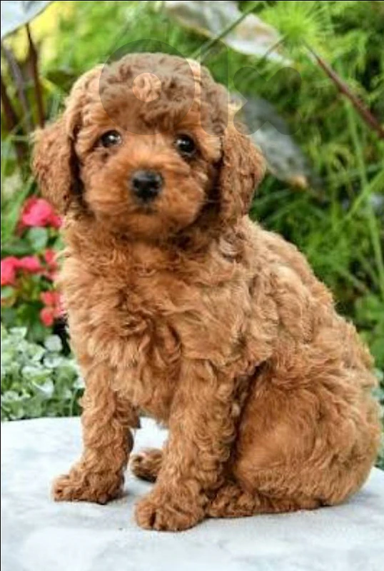 poodle