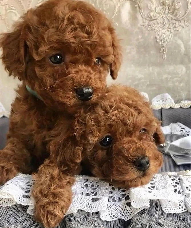 Toy Poodle Puppies Available in store / Delivery / Imported