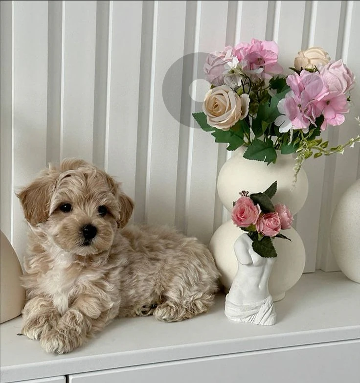 Maltipoo Puppies – Small Size | Passport & Microchip