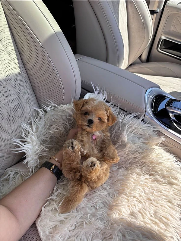 Maltipoo Puppies – Ready for Their Forever Homes
