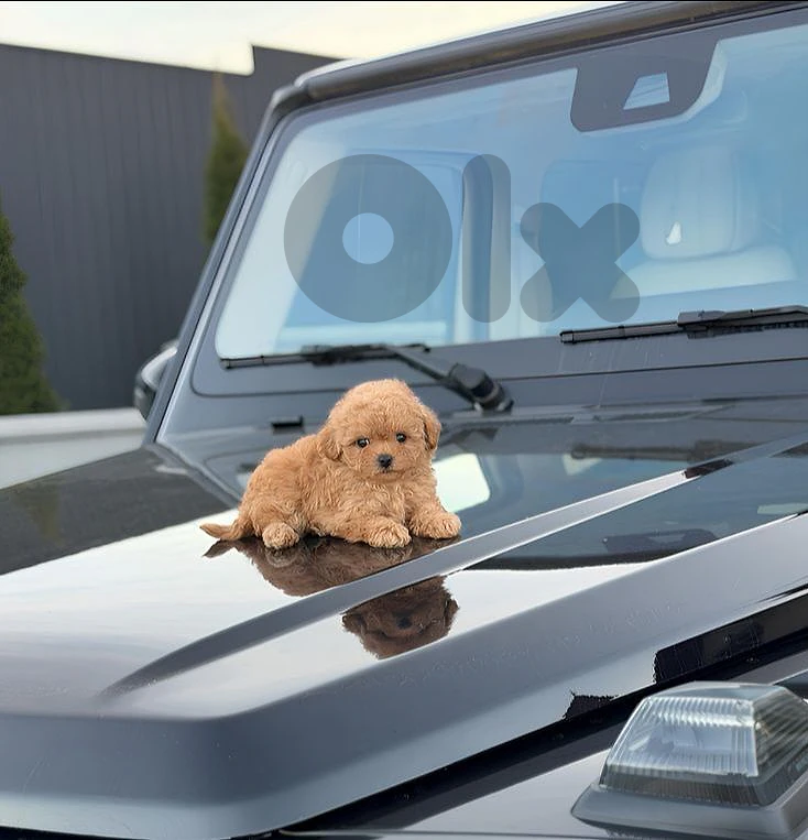 Premium Maltipoo Puppies – Small, Loving & Irresistible