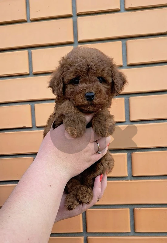 Amazing Poodle Puppies in Store / delivery