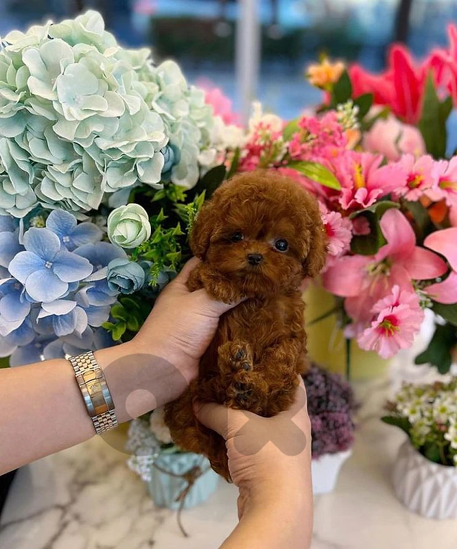 Toy Poodle Puppies - Perfect Companion