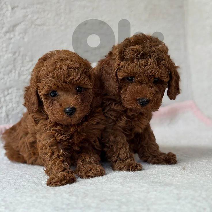 Toy Poodle Puppies Ready to go Home 🏡