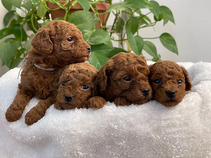 Adorable Toy Poodle Puppies in Store