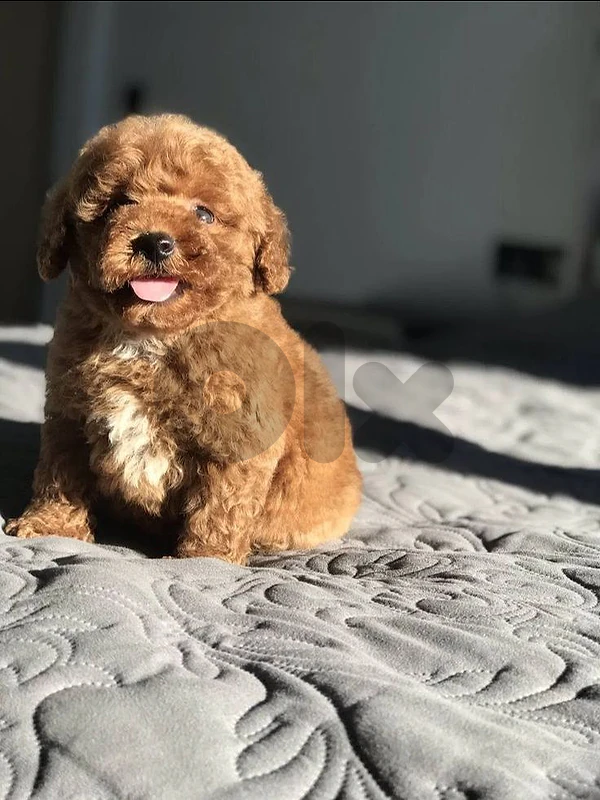 Toy Poodle Small Puppies in Store & delivery