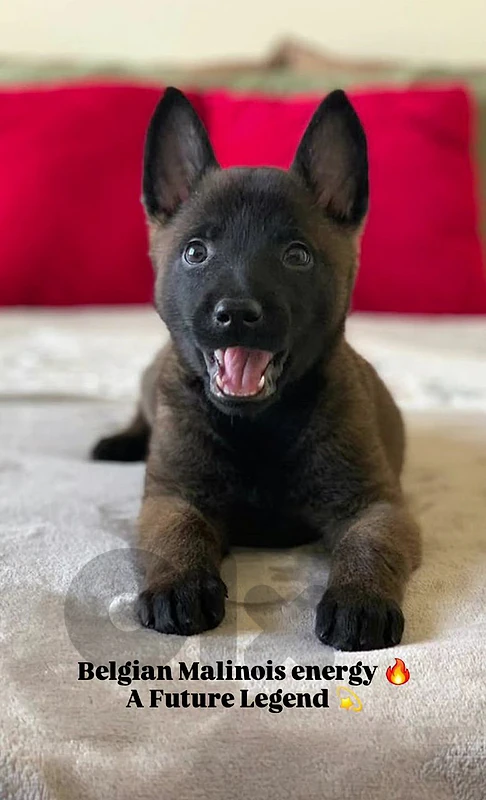 Malinoi puppy for sale