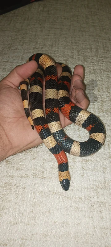 milk snake