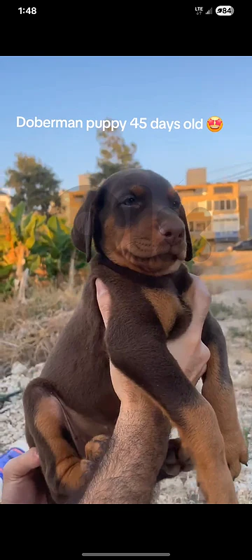 High quality imported doberman puppy