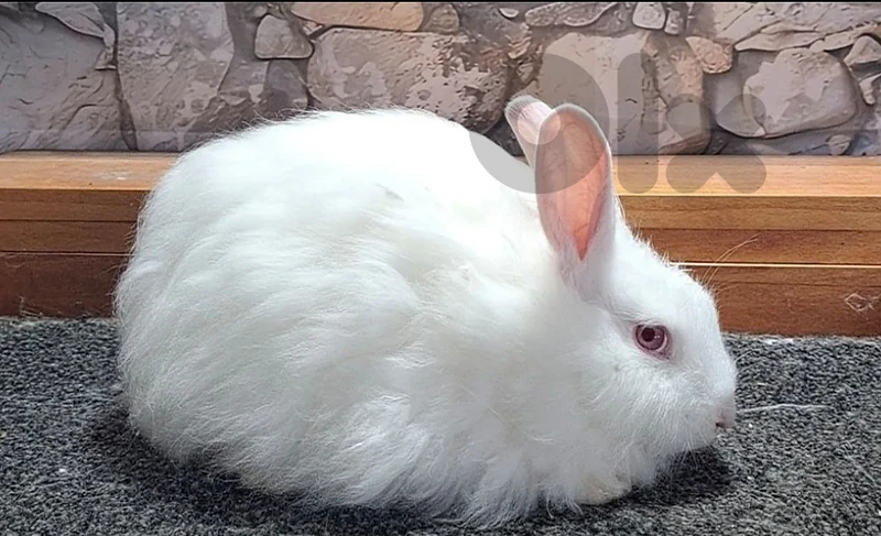 Rabbits Rabbits