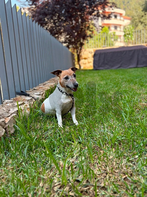 Mokka – Purebred Adult Female Jack Russell Terrier for Adoption