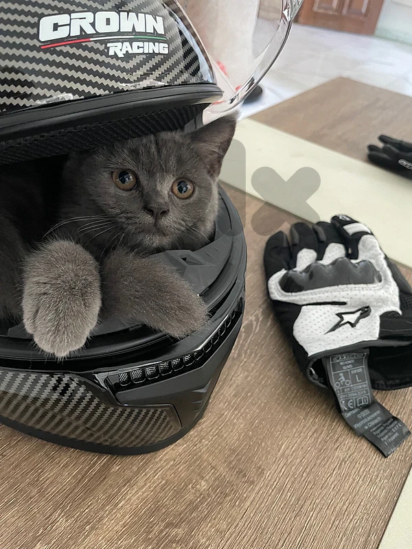 britishshorthair