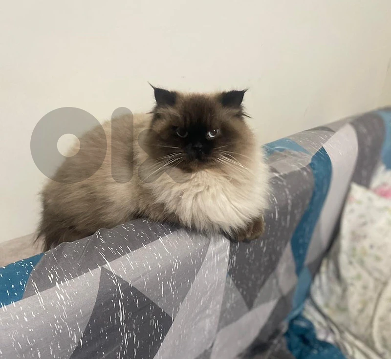 Himalayan Female -not Spayed