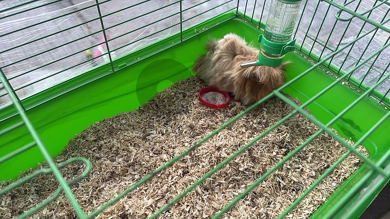 American Guinea pig + cage + food