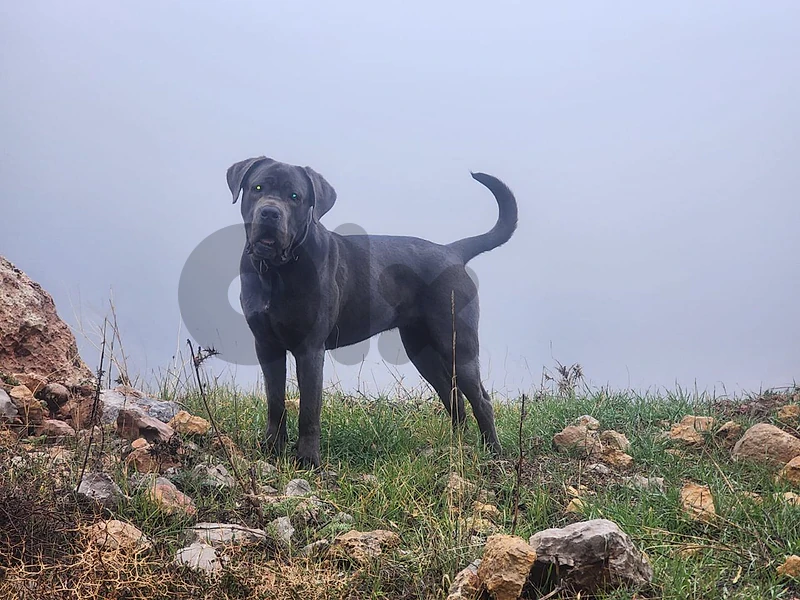 canecorso/cane corso