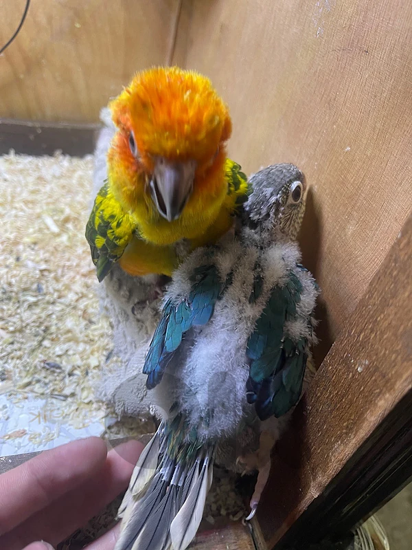 turquoise conure babies