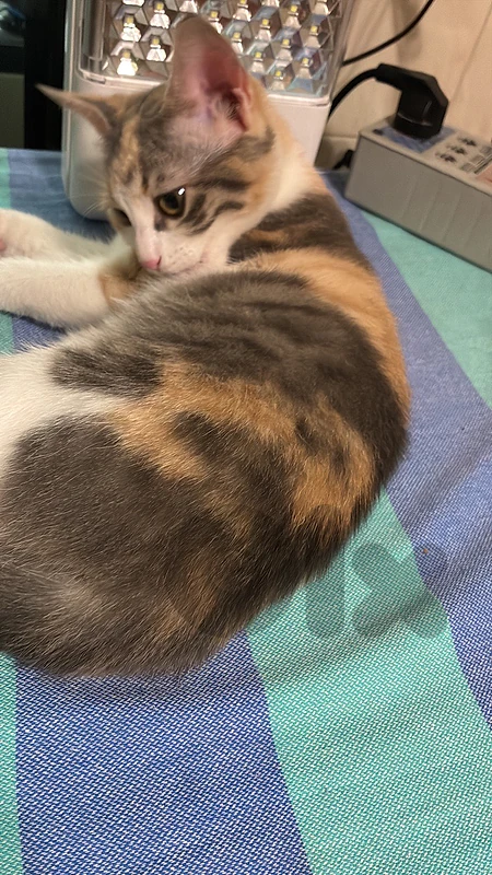 Calico for adoption