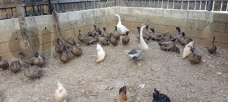 khaki Campbell ducks for sale