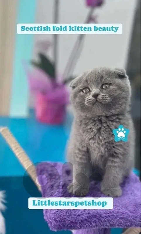 Small Scottish fold kitten available in store & delivery