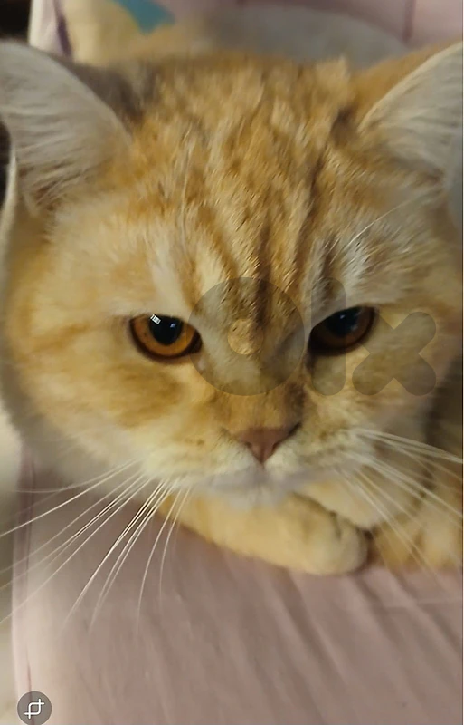 cat for sale britsh