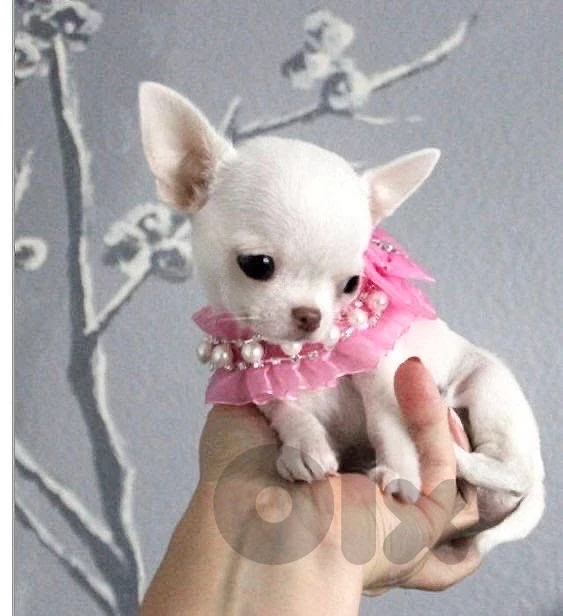 Small Chihuahua cute puppy available in store & delivery