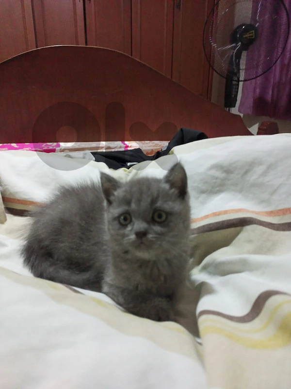 British Kitty Female
