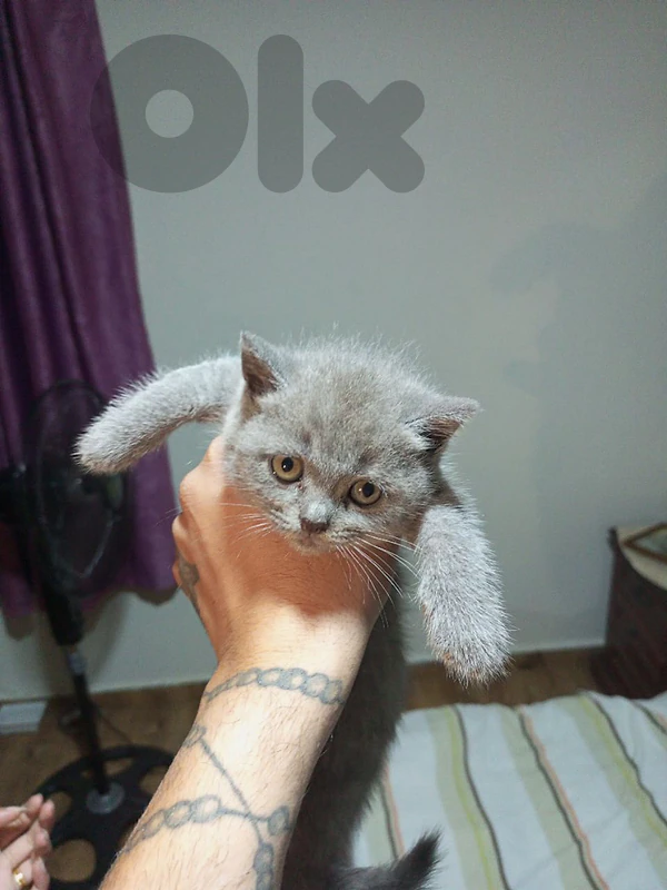 British Shorthair Cat