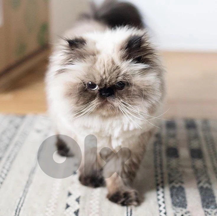Persian himalayan very high quality