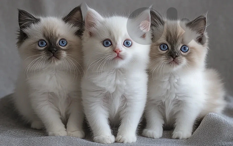 ragdol kitten ragdol kitten