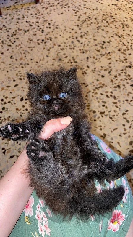 Pure Chinchilla Cat