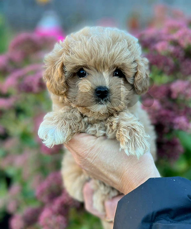 Tiny Maltipoo Puppies – Your New Best Friend! Tiny Maltipoo Puppies – Your New Best Friend!