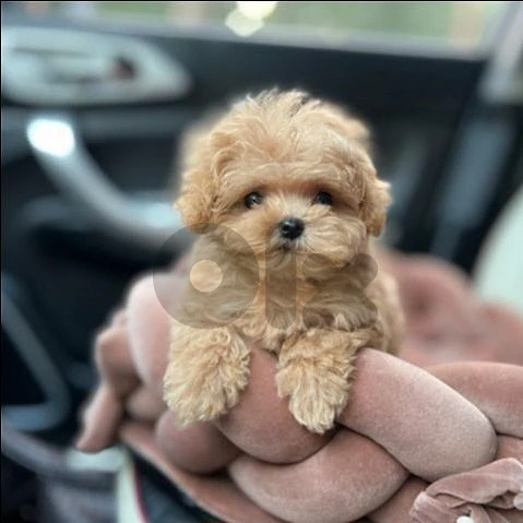 Maltipoo Small Size Puppies/ dog كلاب Maltipoo Small Size Puppies/ dog كلاب