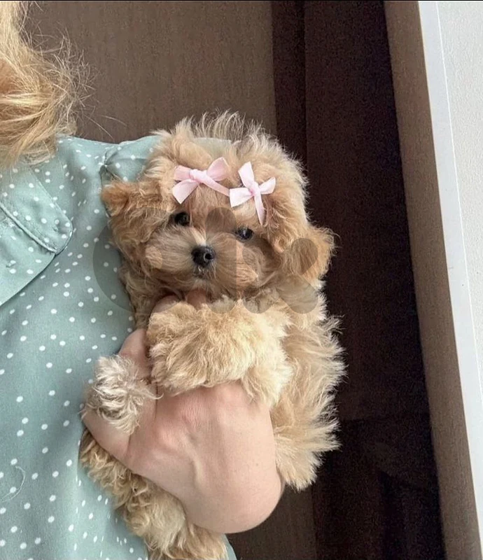 Maltipoo Puppies in store & delivery Maltipoo Puppies in store & delivery