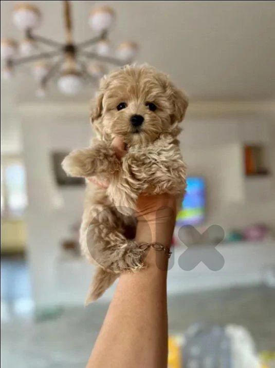Teddy Toy Maltipoo Puppies / dog كلاب Teddy Toy Maltipoo Puppies / dog كلاب