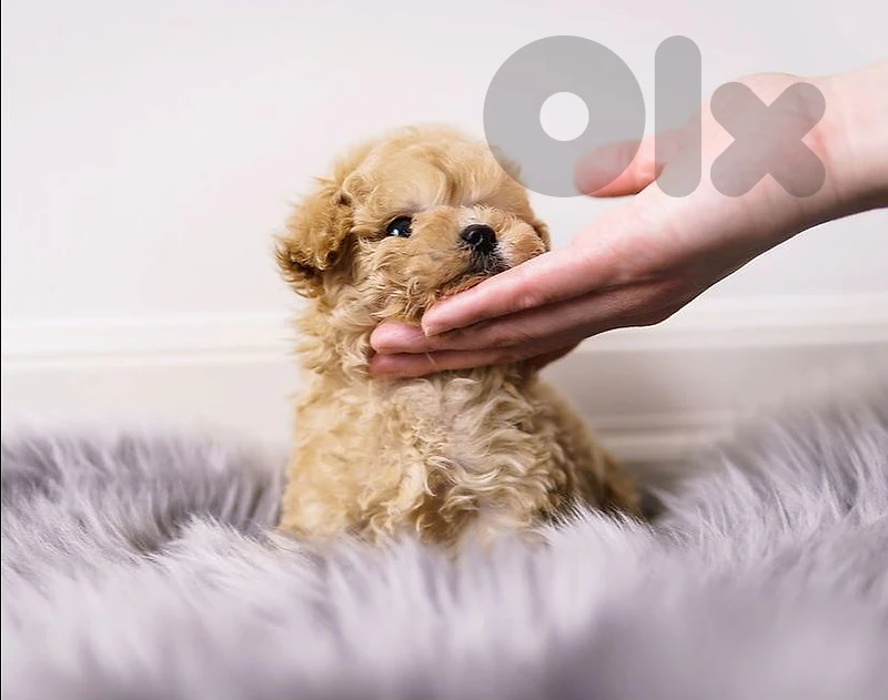 Toy Maltipoo Puppies / ready to find a new home
