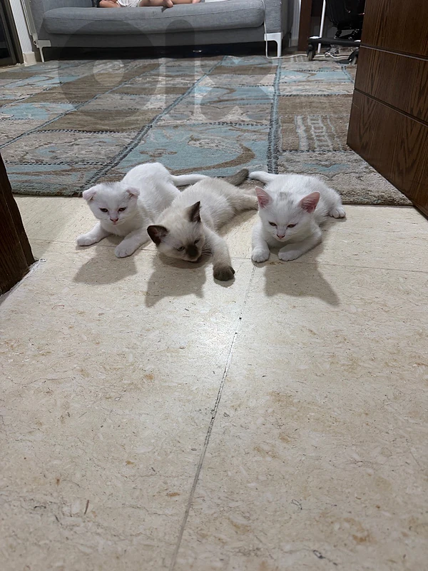kitten for sale