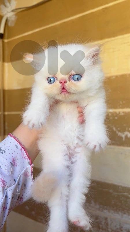3 kitten himalayan piki face pure