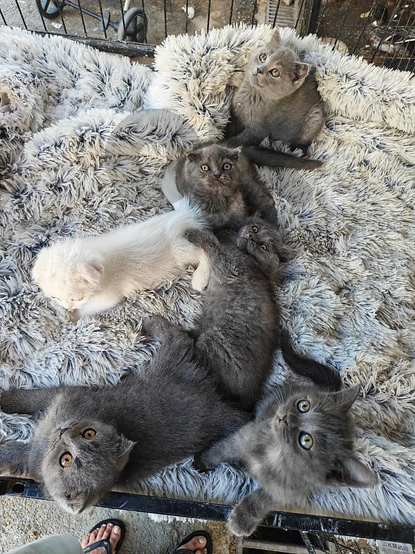 British short hair kittens, scotch
