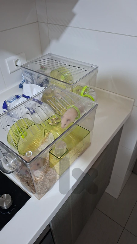 hamster