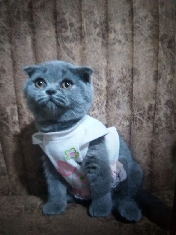 Scottish fold pure kitten available WhatsApp +96178767203