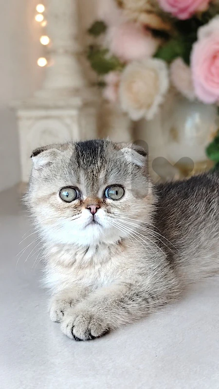 scottish   golden chinchilla