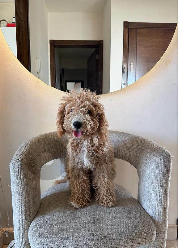 poodle vaccinated 5 months old