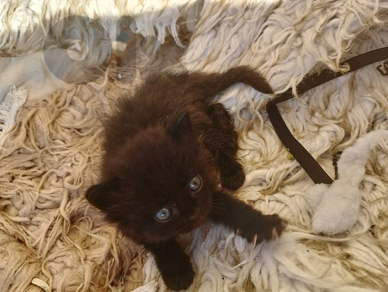 kitten to sell